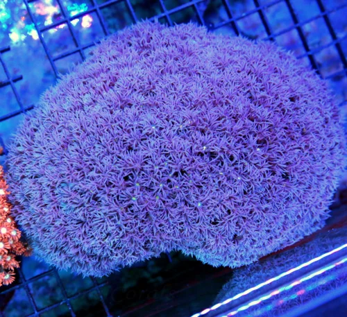 6.5x5 XL GONIOPORA CORAL -CRAZY SUPER PURPLE HARD TO GET GONIOPORA CORAL