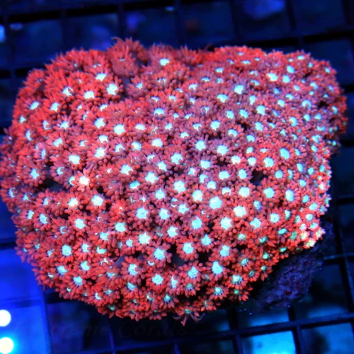 4.5x4 GONIOPORA CORAL - WICKED WHITE EYED CHERRY BOMB RED ULTRA COLORED GONIOPORA CORAL
