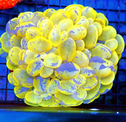 6.5x6.5 BUBBLE CORAL - SCOTT'S PICK OF THE MONTH - LARGEST SPLATTER BUBBLE I'VE EVER SEEN!