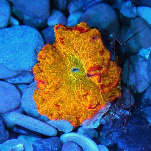 JAWBREAKER MUSHROOMS - COLLECTOR'S PIECE! - ONLY GET A FEW OF THESE EVERY COUPLE OF YEARS