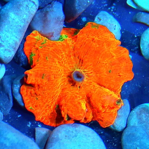 JAWBREAKER MUSHROOMS - COLLECTOR'S PIECE! - ONLY GET A FEW OF THESE EVERY COUPLE OF YEARS