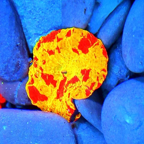 JAWBREAKER MUSHROOMS - COLLECTOR'S PIECE! - ONLY GET A FEW OF THESE EVERY COUPLE OF YEARS