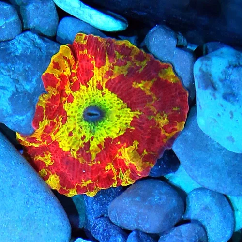 JAWBREAKER MUSHROOMS - COLLECTOR'S PIECE! - ONLY GET A FEW OF THESE EVERY COUPLE OF YEARS
