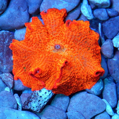 JAWBREAKER MUSHROOMS - COLLECTOR'S PIECE! - ONLY GET A FEW OF THESE EVERY COUPLE OF YEARS