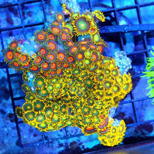 4.5x4 ZOANTHID CORAL - FIJI IMPORTED MULTICOLORED ZOANTHID CORAL COLONY