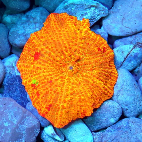 JAWBREAKER MUSHROOMS - COLLECTOR'S PIECE! - ONLY GET A FEW OF THESE EVERY COUPLE OF YEARS