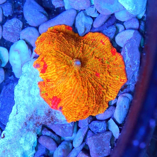 JAWBREAKER MUSHROOMS - COLLECTOR'S PIECE! - ONLY GET A FEW OF THESE EVERY COUPLE OF YEARS