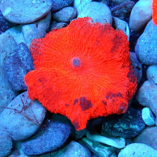 JAWBREAKER MUSHROOMS - COLLECTOR'S PIECE! - ONLY GET A FEW OF THESE EVERY COUPLE OF YEARS