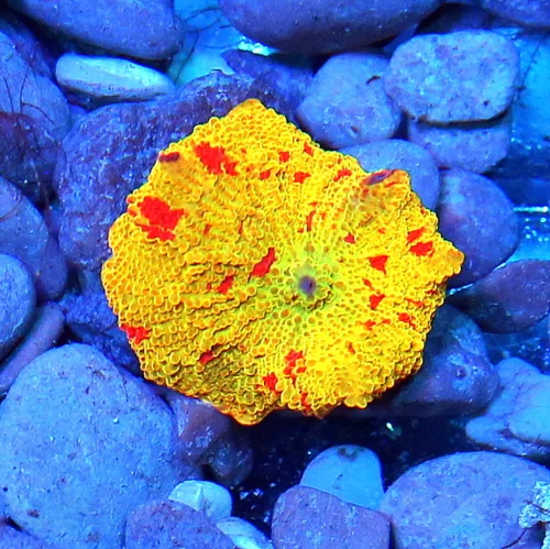 JAWBREAKER MUSHROOMS - COLLECTOR'S PIECE! - ONLY GET A FEW OF THESE EVERY COUPLE OF YEARS
