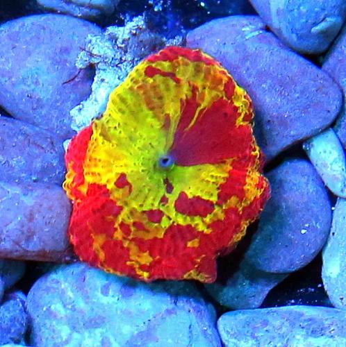 JAWBREAKER MUSHROOMS - COLLECTOR'S PIECE! - ONLY GET A FEW OF THESE EVERY COUPLE OF YEARS