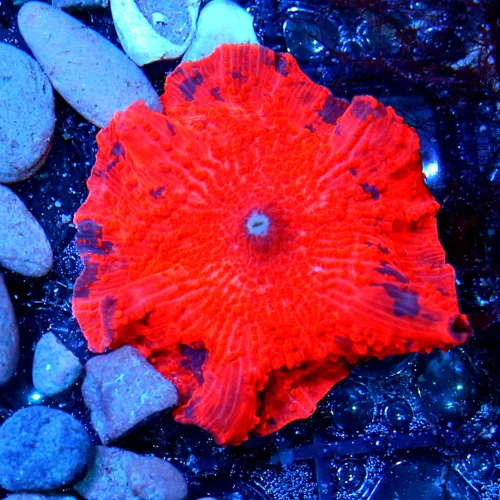 JAWBREAKER MUSHROOMS - COLLECTOR'S PIECE! - ONLY GET A FEW OF THESE EVERY COUPLE OF YEARS