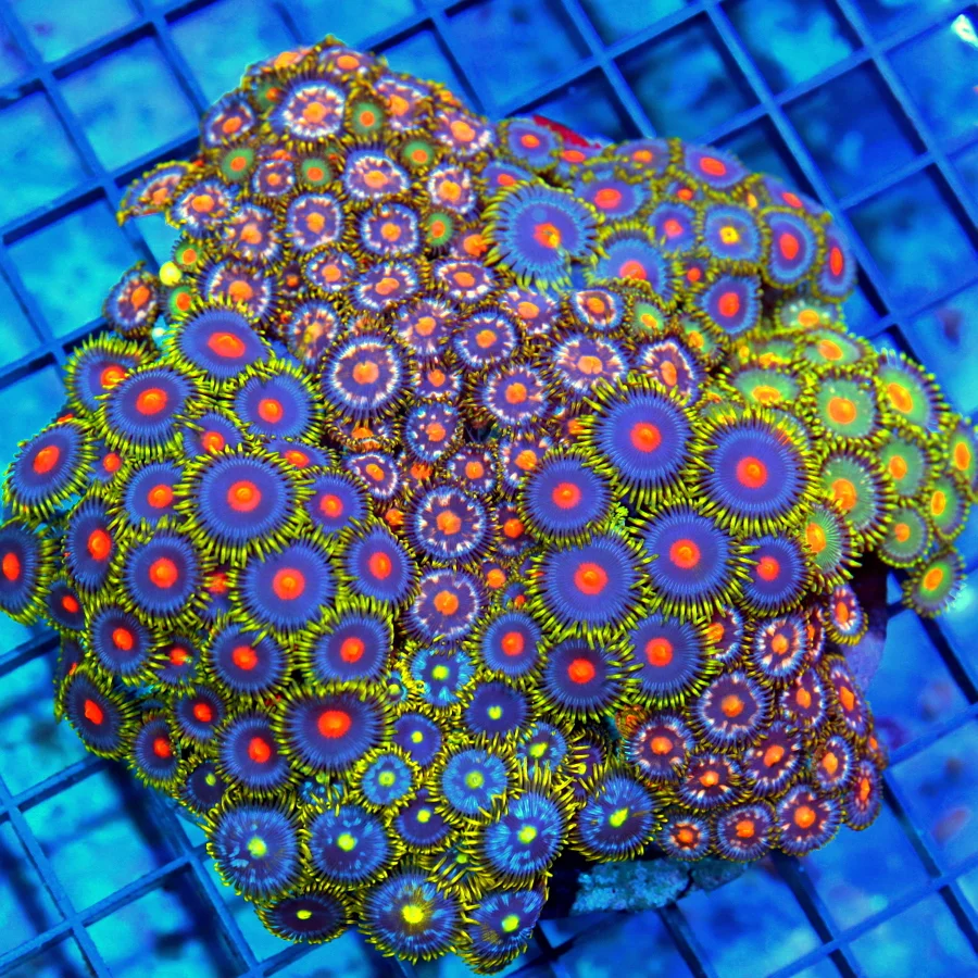 5x5 XL COMBO ZOANTHID CORAL - MIXED HAPPY FAMILY COMBO ZOANTHID CORAL COLONY