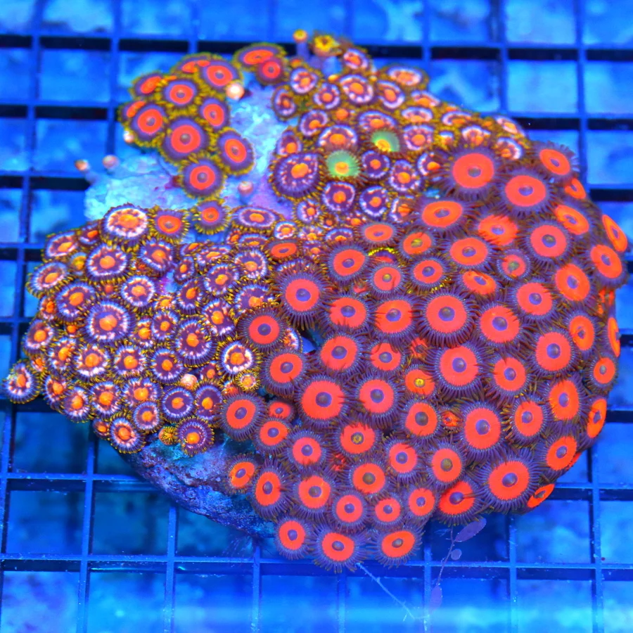 5x5 XL COMBO ZOANTHID CORAL - MIXED HAPPY FAMILY COMBO ZOANTHID CORAL COLONY