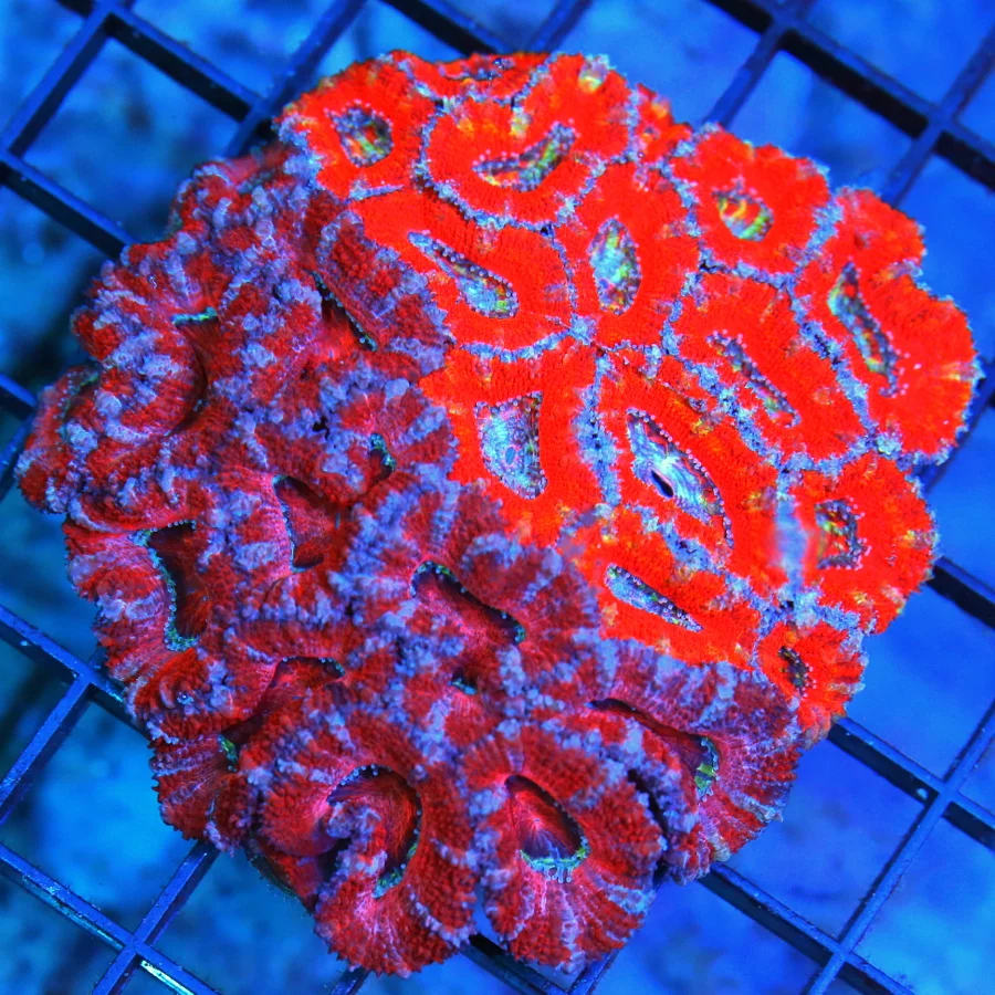 4.5x4.5 COMBO ACANTHASTREA LORDHOWENSIS CORAL - ULTRA COLORED COMBO ULTRA GRADE ACANTHASTREA LORD