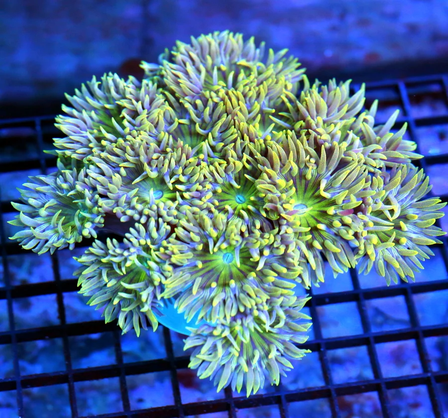 5.5x5.5 XL DUNCAN CORAL - YELLOW TENTACLED DUNCAN XL CORAL
