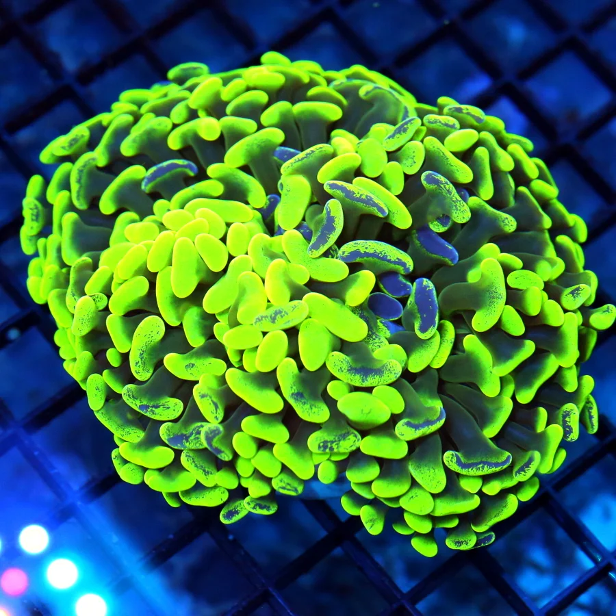 5x4.5 HAMMER CORAL - SCREAMING ULTRA ULTRA TOXIC GREEN BLUE PAINTED HAMMER CORAL