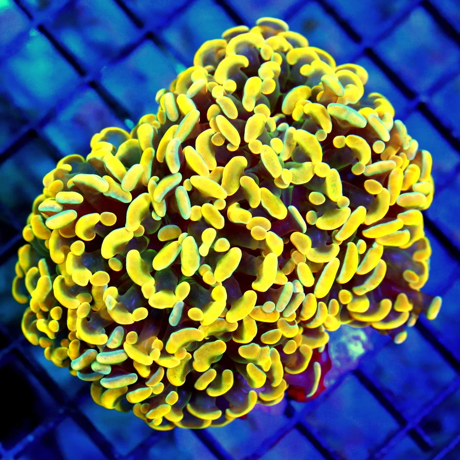 4.5x4 BRANCHING HAMMER CORAL - BEAUTIFUL NEON NEON ORANGE ULTRA GRADE BRANCHING HAMMER CORAL