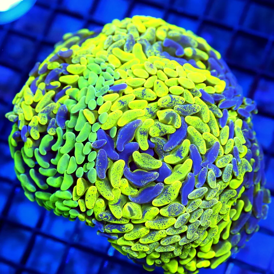 6x5.5 BRANCHING HAMMER CORAL - INSANE MULTICOLORED NEON YELLOW BLUE PAINTED BRANCHING HAMMER