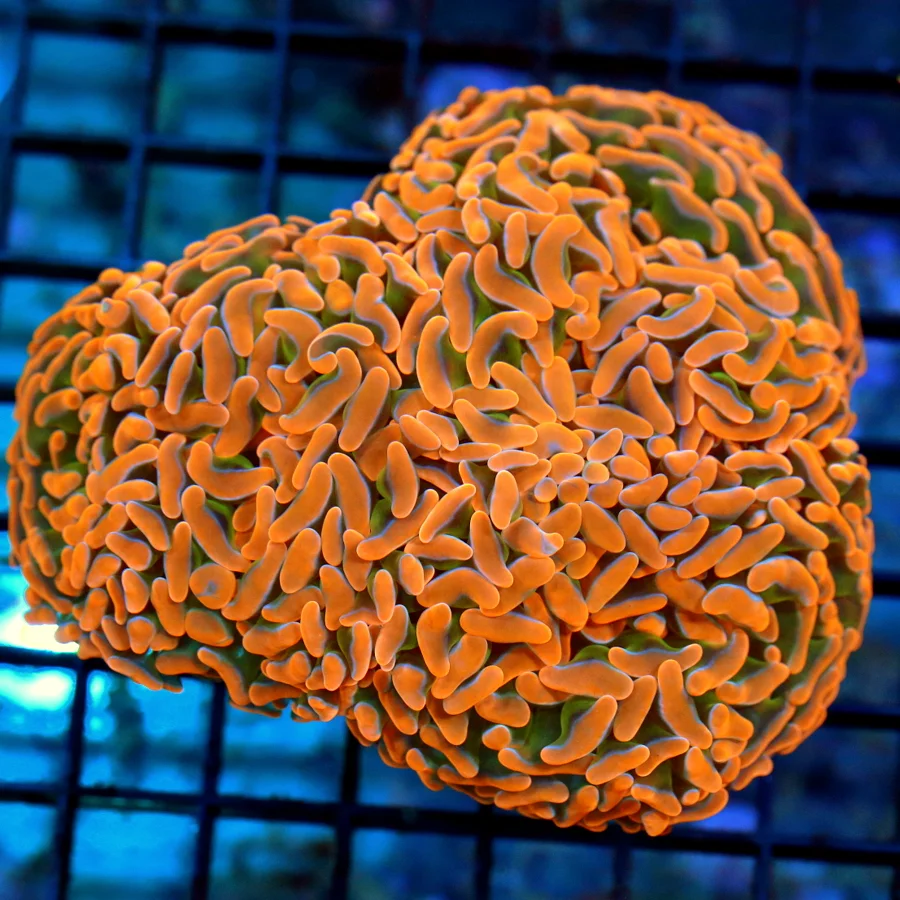 5.5x4.5 BRANCHING HAMMER CORAL - ULTRA ULTRA COLORED NICEST SEEN IN YEARS BRANCHING HAMMER