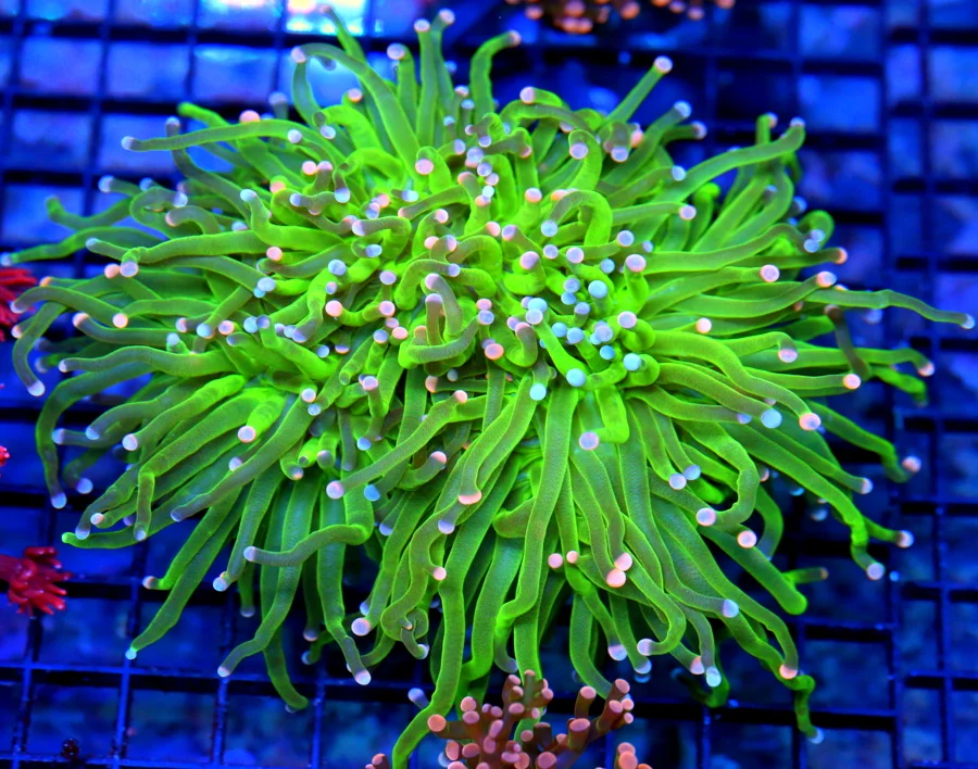 5.5x5.5 TORCH CORAL - ULTRA COLORED BLUE AND PINK TIPPED COTTON CANDY TORCH CORAL