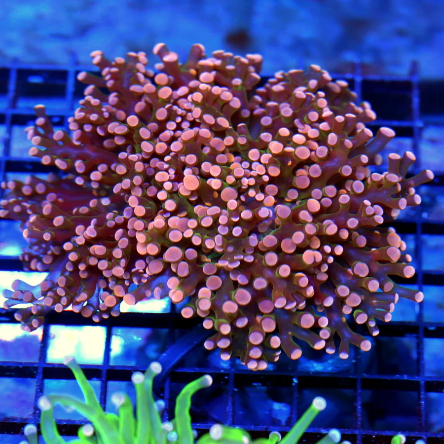 4.5x4.5 BRANCHING OCTOSPAWN CORAL - ULTRA COLORED HANDPICKED ULTRA ORANGE BRANCHING OCTOSPAWN