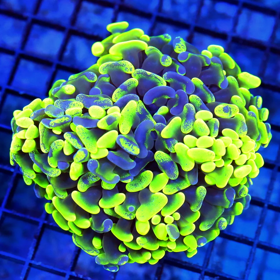 4.5x4.5 HAMMER CORAL - GLOW IN THE DARK NEON TOXIC GREEN AND BLUE PAINTED ULTRA ULTRA COLORED HAMMER