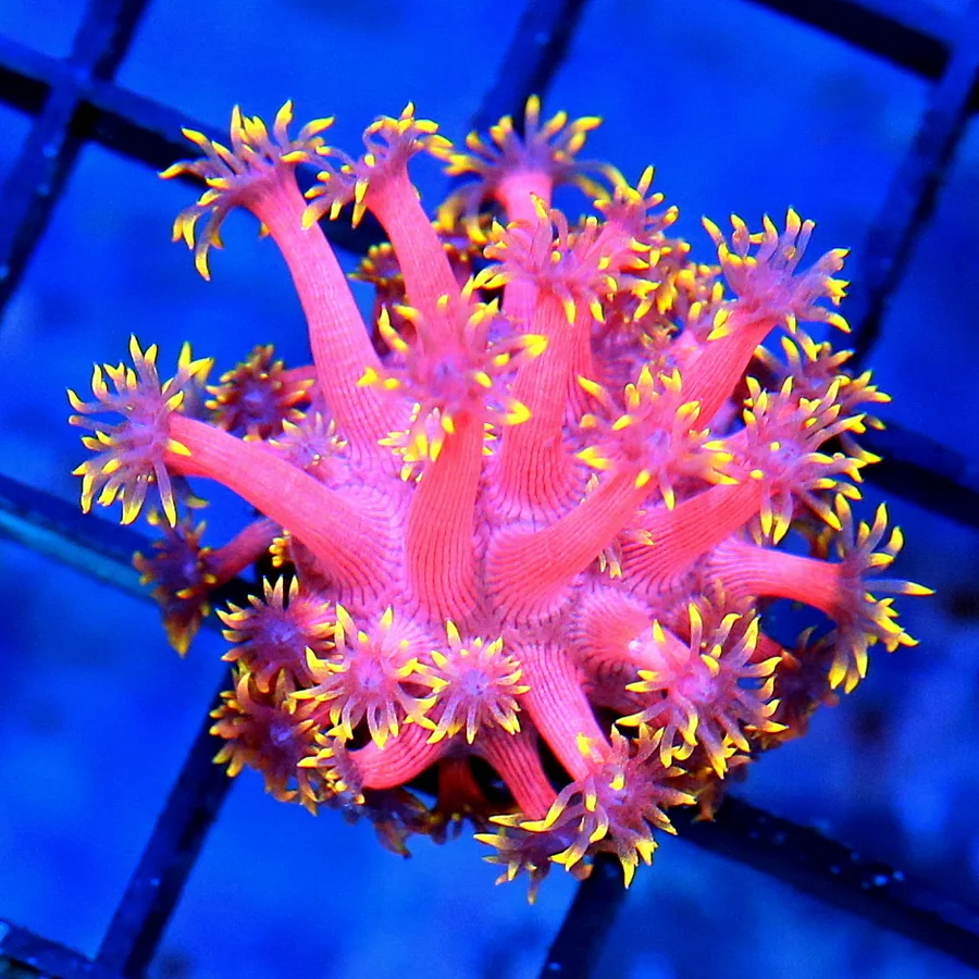 GONIOPORA CORAL FRAG - ULTRA COLORED RAINBOW GONIOPORA CORAL