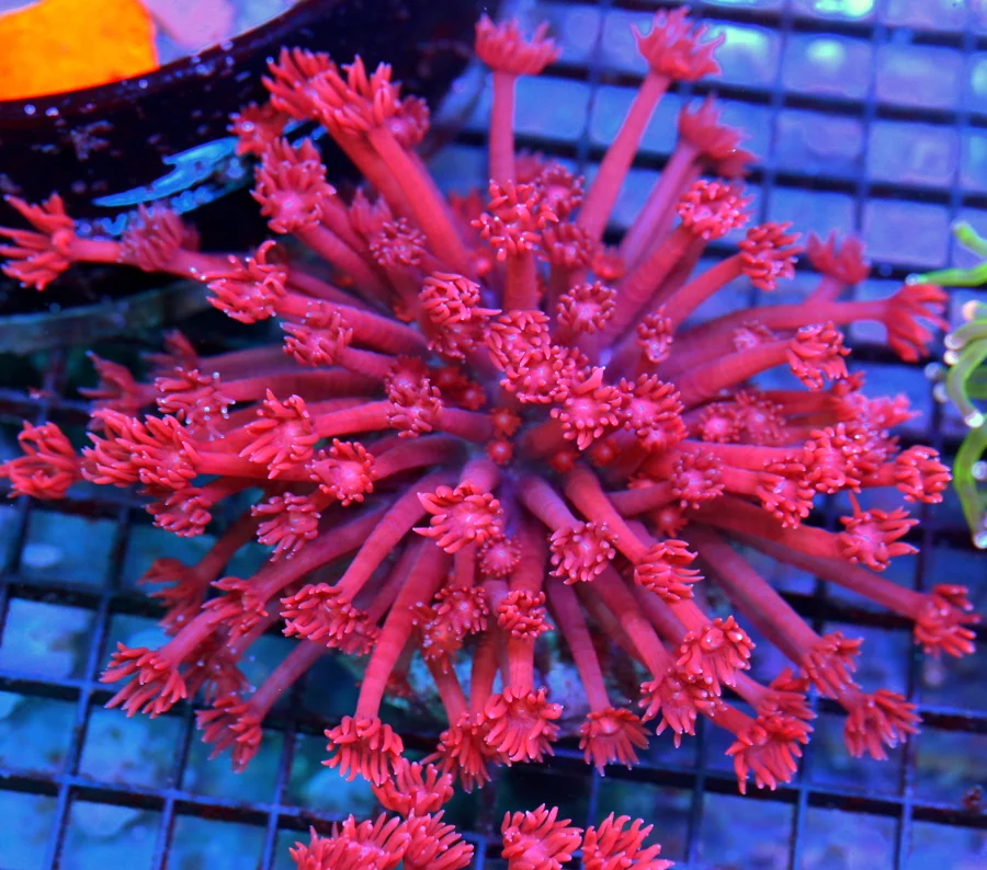4.5x4.5 GONIOPORA CORAL - SUPER NEON CHERRY BOMB RED GONIOPORA CORAL