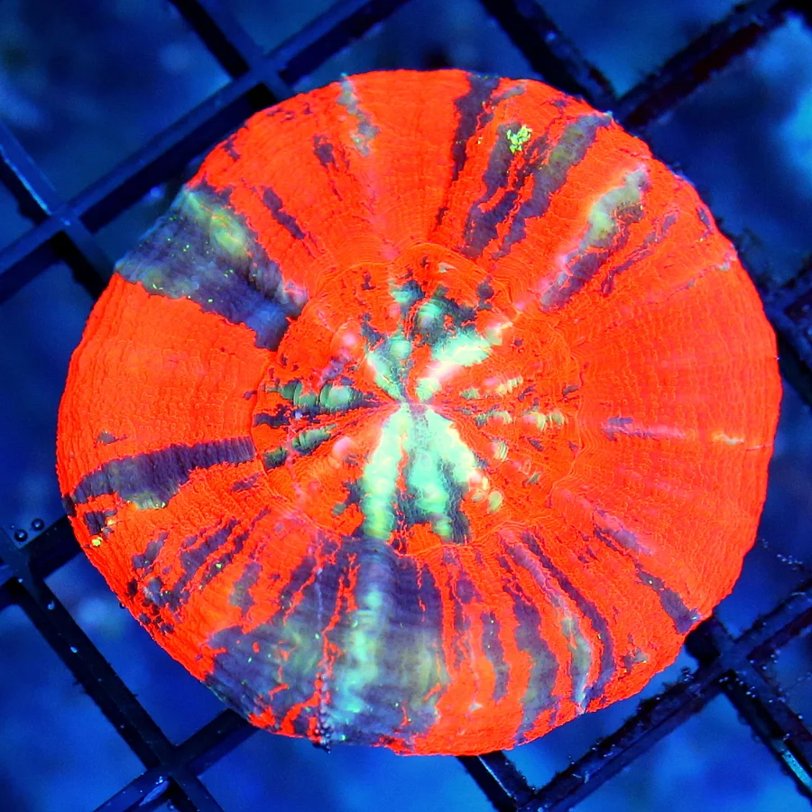 3 SCOLYMIA CORAL - ULTRA COLORED WAR CORAL SCOLYMIA - GREAT SIZE, SHAPE, AND COLOR