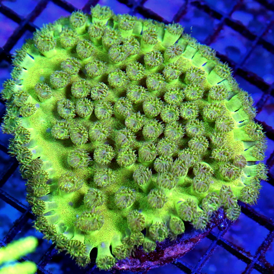 4.5x4.5 PAGODA CUP CORAL - BEAUTIFUL RARELY FEATURED ON OUR SITE GREEN PAGODA CUP CORAL
