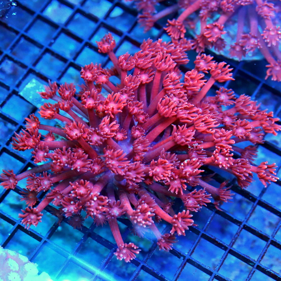 5x4.5 XL GONIOPORA CORAL - SUPER NEON RED LONG TENTACLED GONIOPORA CORAL