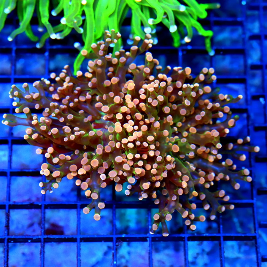 4.5x4 OCTOSPAWN CORAL - ULTRA COLORED HANDPICKED ULTRA ORANGE GREEN CENTERED OCTOSPAWN