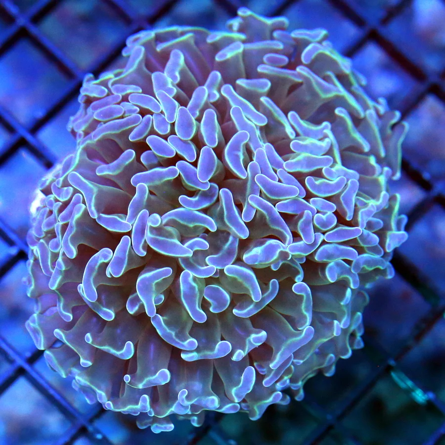 4x4 BRANCHING HAMMER CORAL - BLUE TIPPED BRANCHING HAMMER CORAL