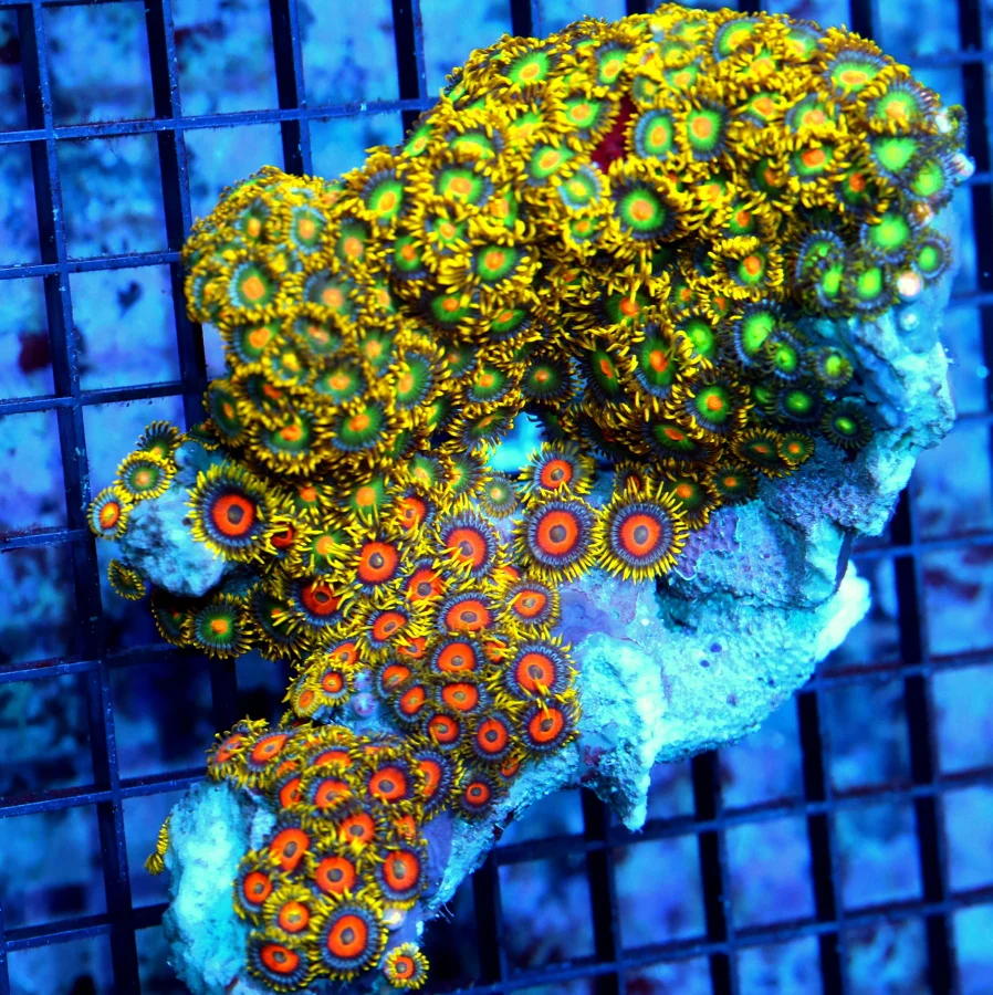 4.5x4.5 XL ZOANTHID CORAL - ULTRA ULTRA COLORED FIJI IMPORTED ZOANTHID CORAL COLONY
