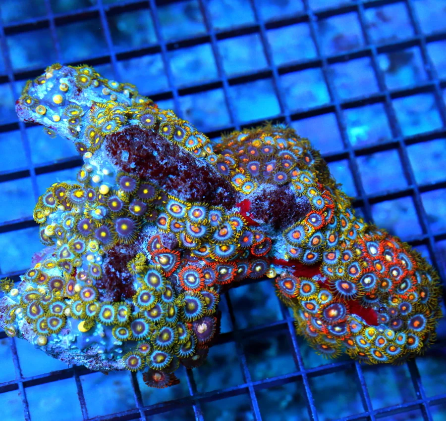6x5 COMBO ZOANTHID CORAL - ULTRA GRADE RARE COLORED FIJI COMBO ZOANTHID CORAL COLONY