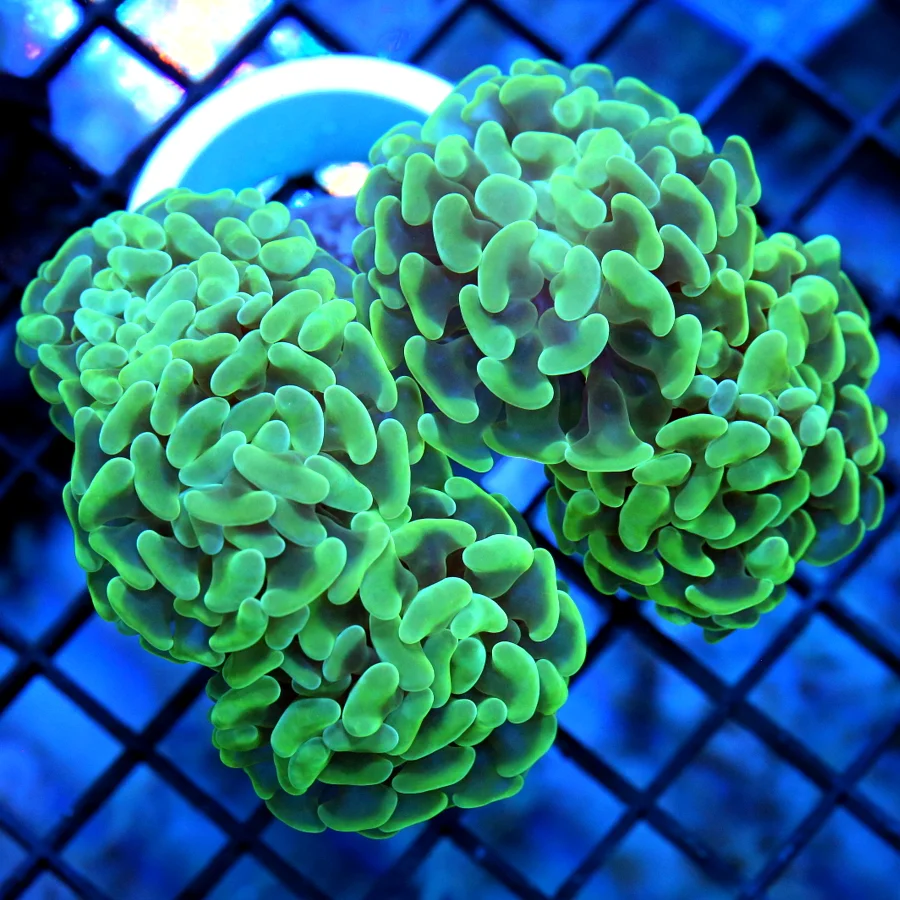 4.5x4 BRANCHING HAMMER CORAL - GREAT SIZE SHAPE AND COLOR SEAFOAM GREEN BRANCHING HAMMER CORAL