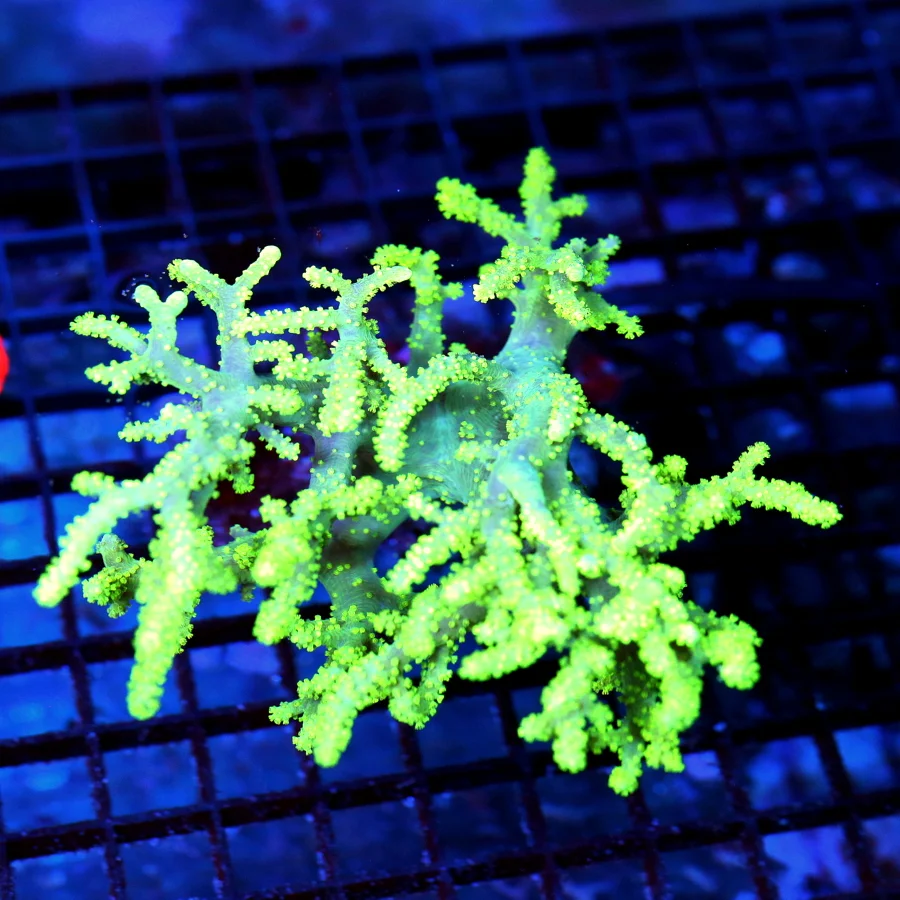 7x6 SINULARIA LEATHER CORAL - RARELY IMPORTED YELLOW AND PURPLE SINULARIA LEATHER CORAL