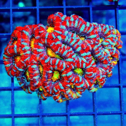 3.5 ACANTHASTREA LORDHOWENSIS - ULTRA GRADE ULTRA RAINBOW ACANTHASTREA LORDHOWENSIS