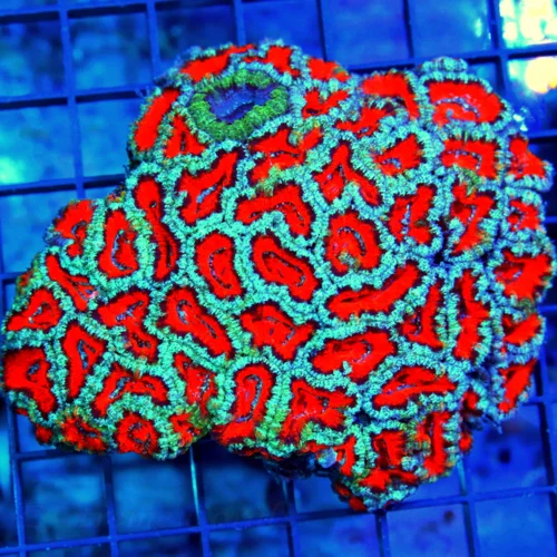 4.5x4.5 ACANTHASTREA LORDHOWENSIS - COMBO BAD TO THE BONE ACANTHASTREA LORDHOWENSIS CORAL