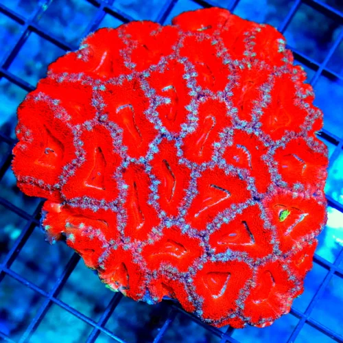 4.5x4 ACANTHASTREA LORDHOWENSIS CORAL - SUPER NEON RED AND BLUE ACAN LORD CORAL