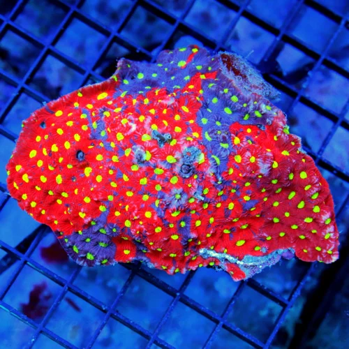 WAR CORAL FAVITES - CRAZY MULTICOLORED NEON RED AND PURPLE WAR CORAL FAVITES