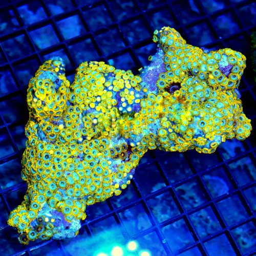 6x4 ZOANTHID CORAL - EXTREMELY RARE ULTRA GRADE SOLOMON ISLAND ZOANTHID CORAL COLONY