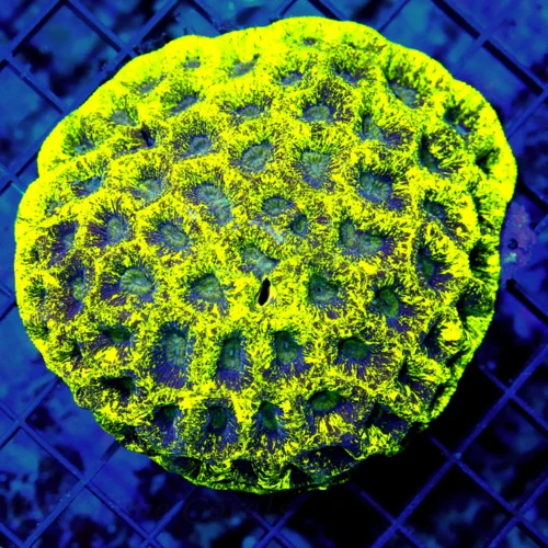 4.5x4.5 GONIASTREA CORAL - OUTSTANDING PREDATOR BLOOD YELLOW PURPLE EYED GONIASTREA CORAL