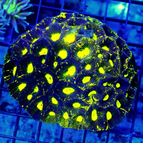 4.5x4 GONIASTREA CORAL - SUPER NEON YELLOW EYED GONIASTREA CORAL