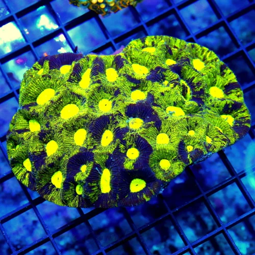 4.5x4 GONIASTREA CORAL - HANDPICKED WICKED MULTICOLORED YELLOW BLUE GONIASTREA CORAL