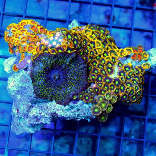 4x4 COMBO ZOANTHID & MUSHROOM CORAL COLONY - ULTRA GRADE SOLOMON ISLAND COMBO ZOANTHID AND MUSHROOM 