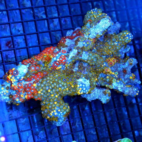 8x5 GIGANTIC ZOANTHID COLONY - SOLOMON ISLAND IMPORTED ULTRA ULTRA COLORED SHOWPIECE ZOANTHID