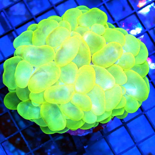 4.5x4.5 BUBBLE CORAL - SUPER NEON YELLOW BUBBLE CORAL