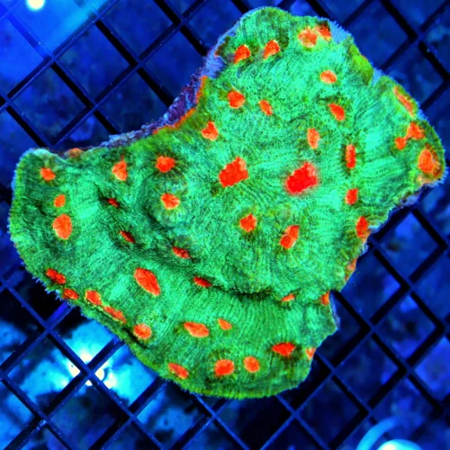 5x4.5 ECHINOPHYLLIA CHALICE CORAL - WICKED SEAFOAM GREEN ULTRA ULTRA ORANGE EYED ECHINOPHYLLIA