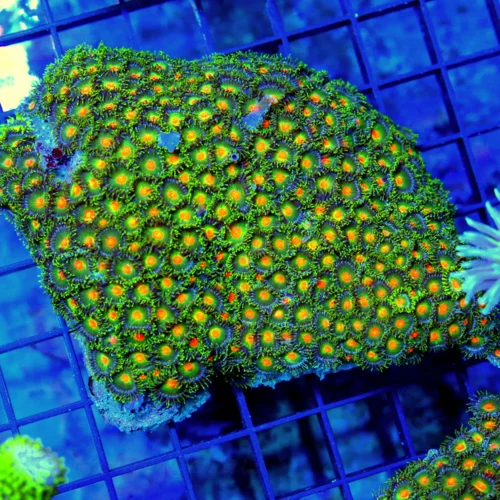 4x4 ZOANTHID CORAL - INCREDIBLE ULTRA ULTRA ORANGE JOHN DEERE ZOANTHID CORAL COLONY
